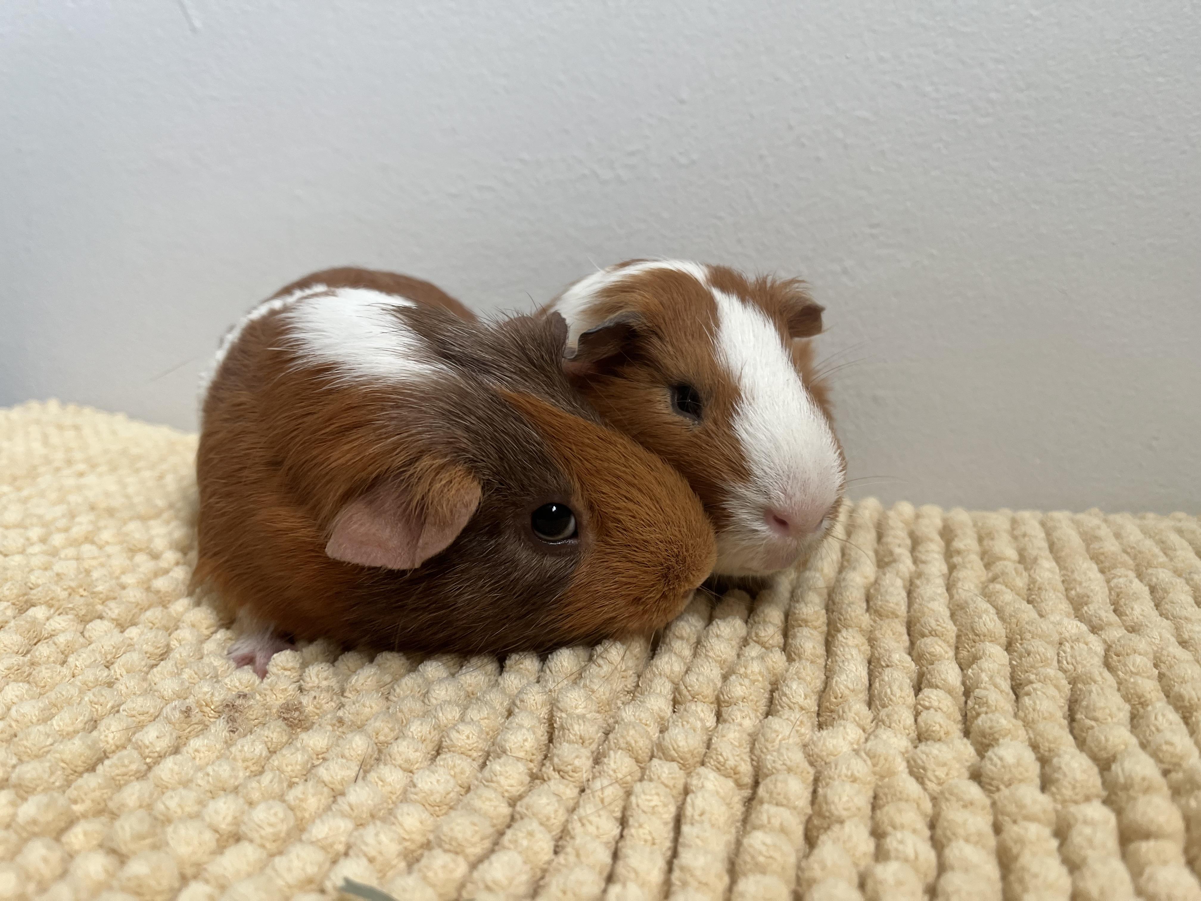 Enlarge Mario & Luigi, a Adoptable Guinea Pig in Mission viejo, CA image 4/6