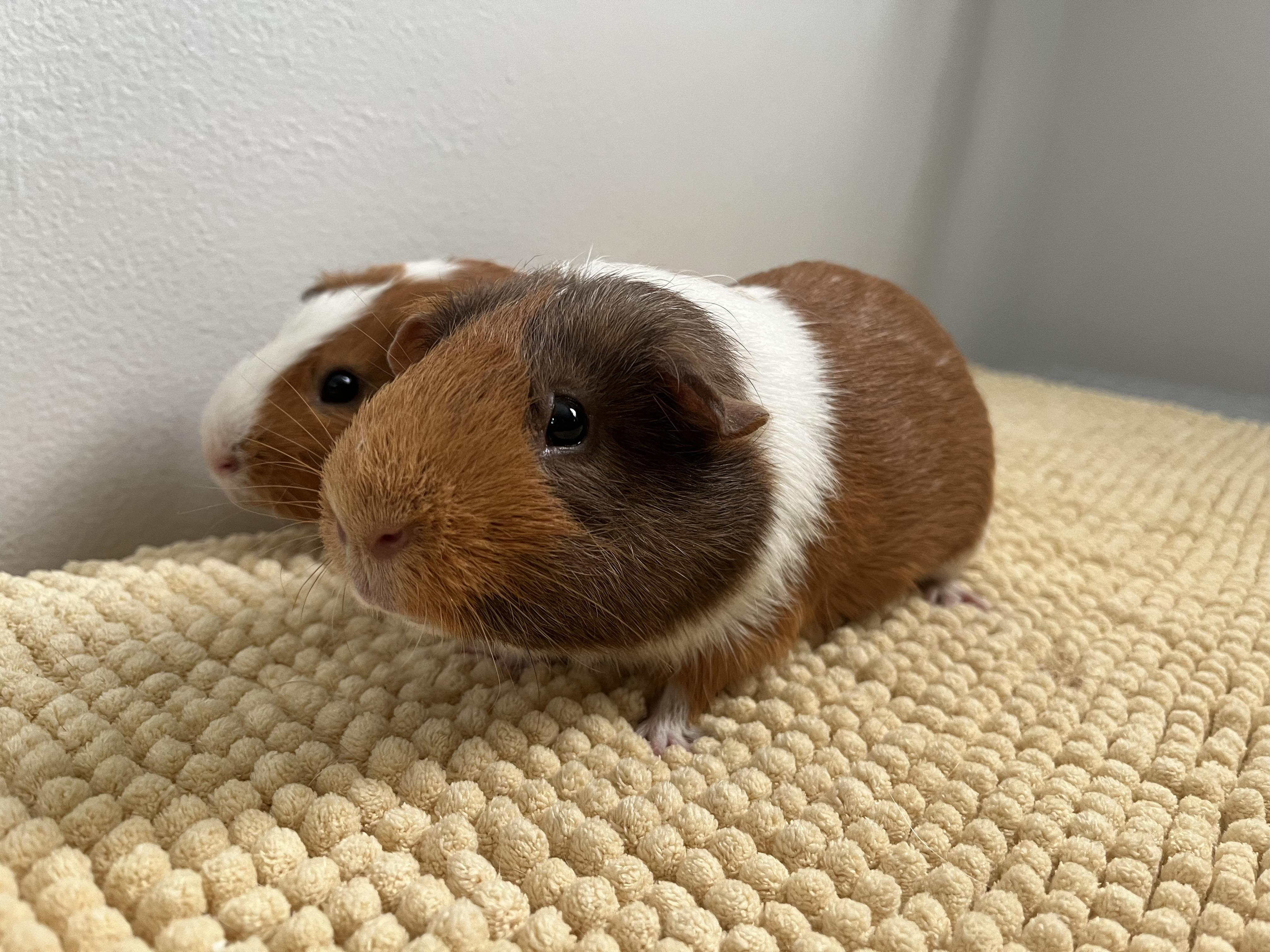 Enlarge Mario & Luigi, a Adoptable Guinea Pig in Mission viejo, CA image 2/6