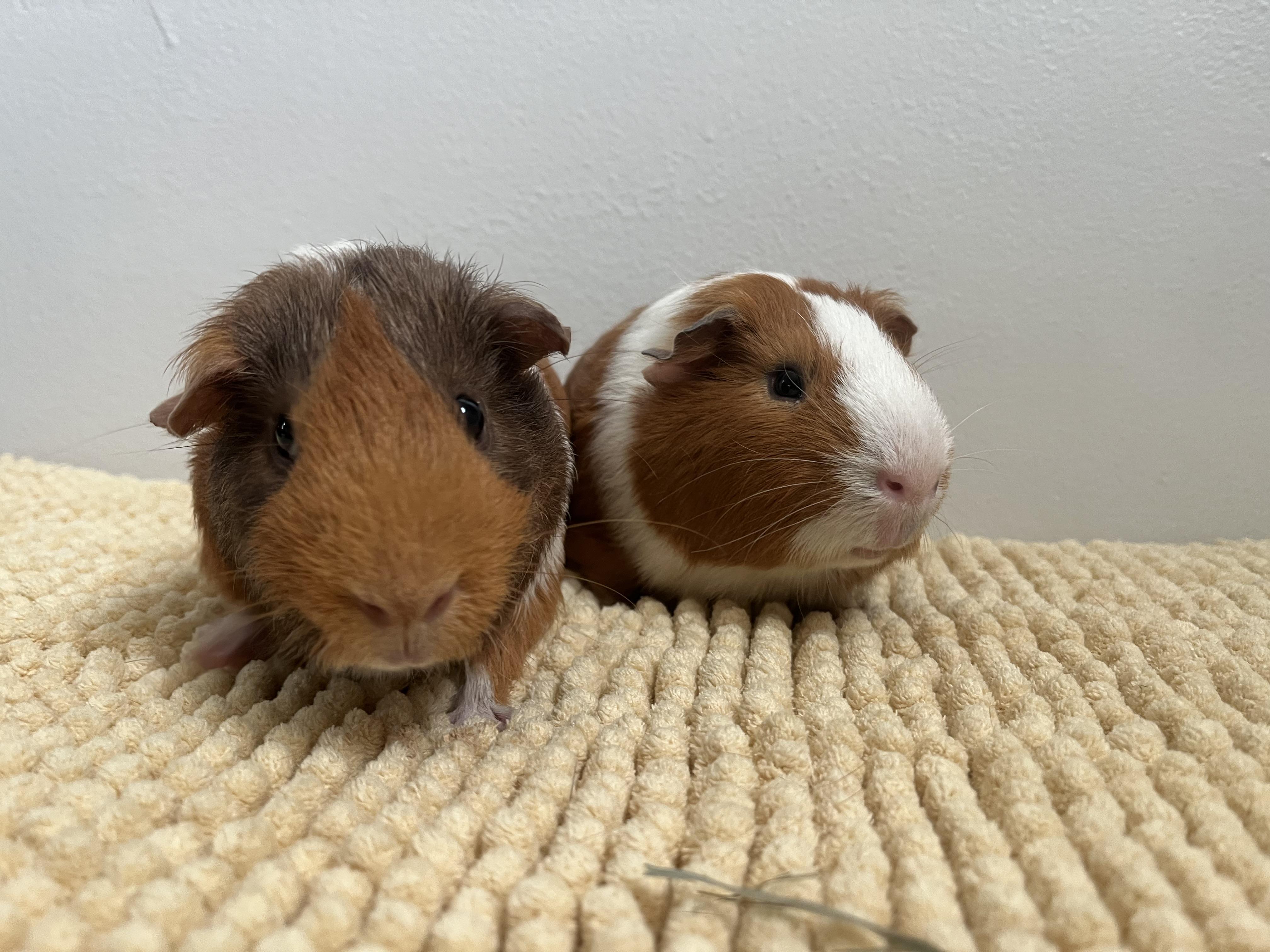 Enlarge Mario & Luigi, a Adoptable Guinea Pig in Mission viejo, CA image 6/6