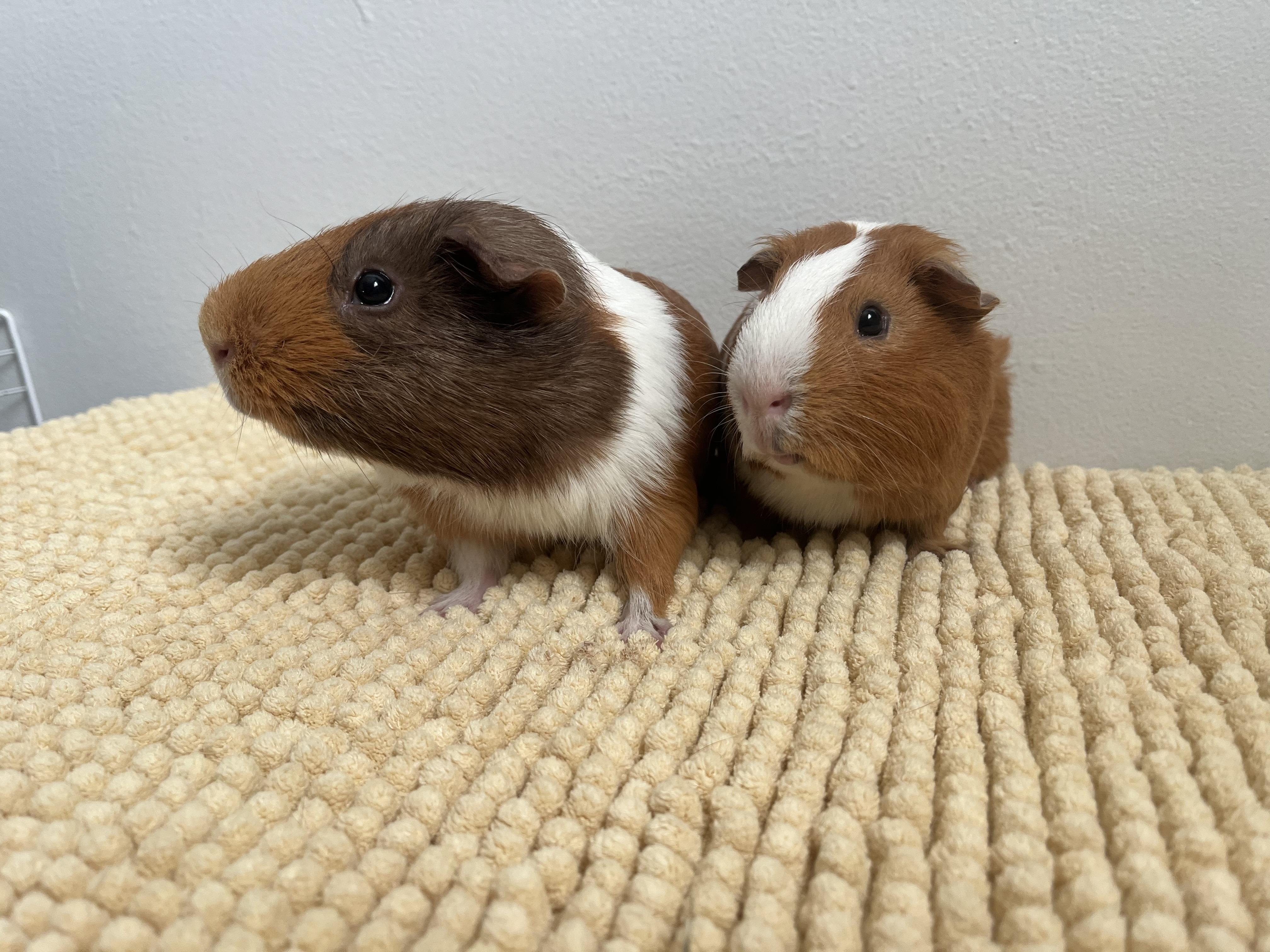 Enlarge Mario & Luigi, a Adoptable Guinea Pig in Mission viejo, CA image 3/6