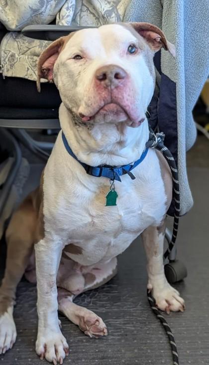 Enlarge Cesar, a Adoptable mixed breed in Bensalem, PA image 2/6