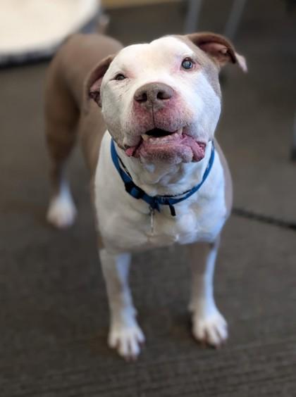 Enlarge Cesar, a Adoptable mixed breed in Bensalem, PA image 3/6