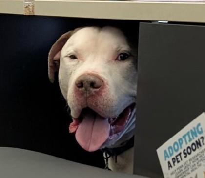 Enlarge Cesar, a Adoptable mixed breed in Bensalem, PA image 5/6