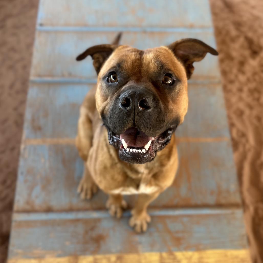 Rockhopper — thumbnail 2