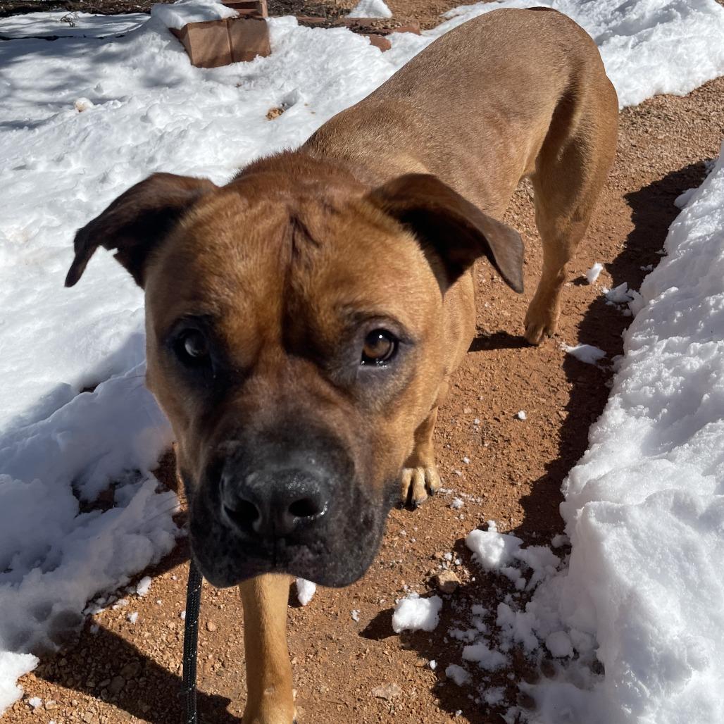 Rockhopper — thumbnail 4