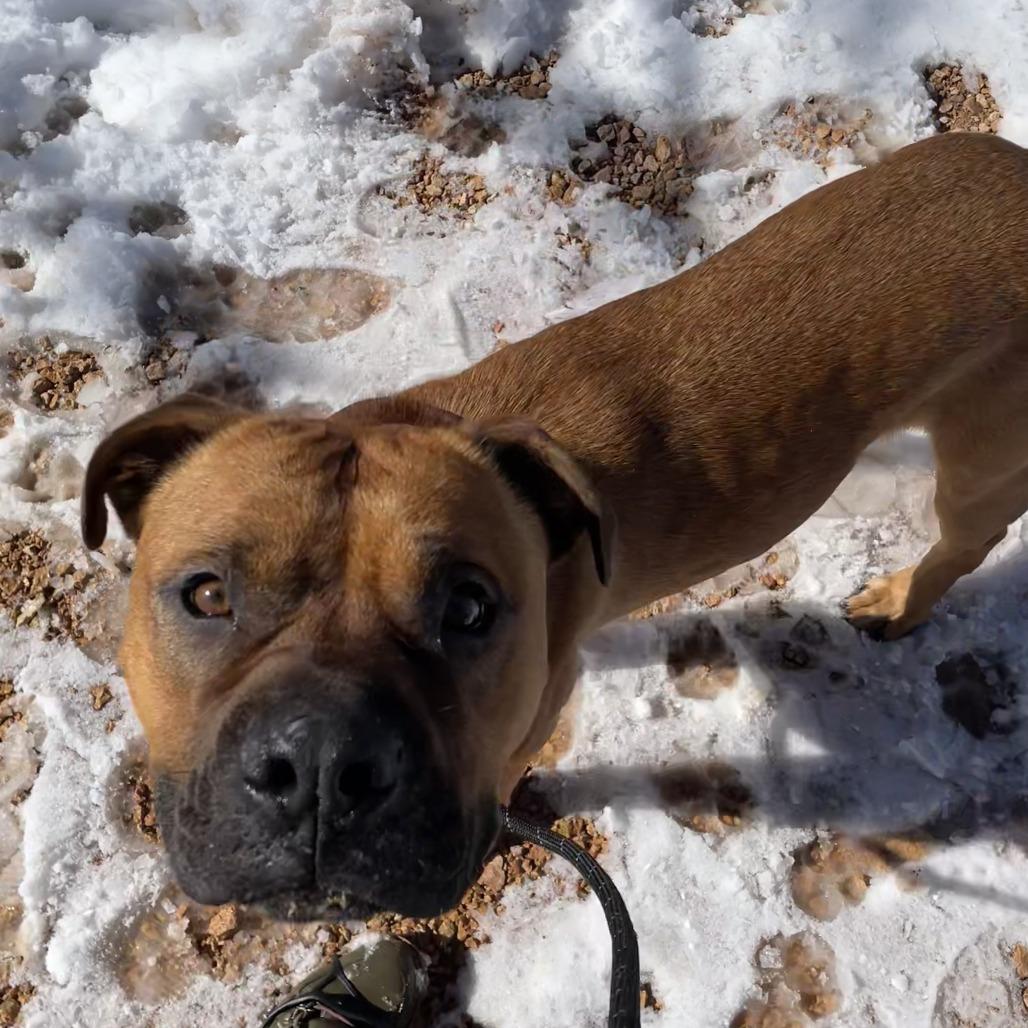 Rockhopper — thumbnail 6