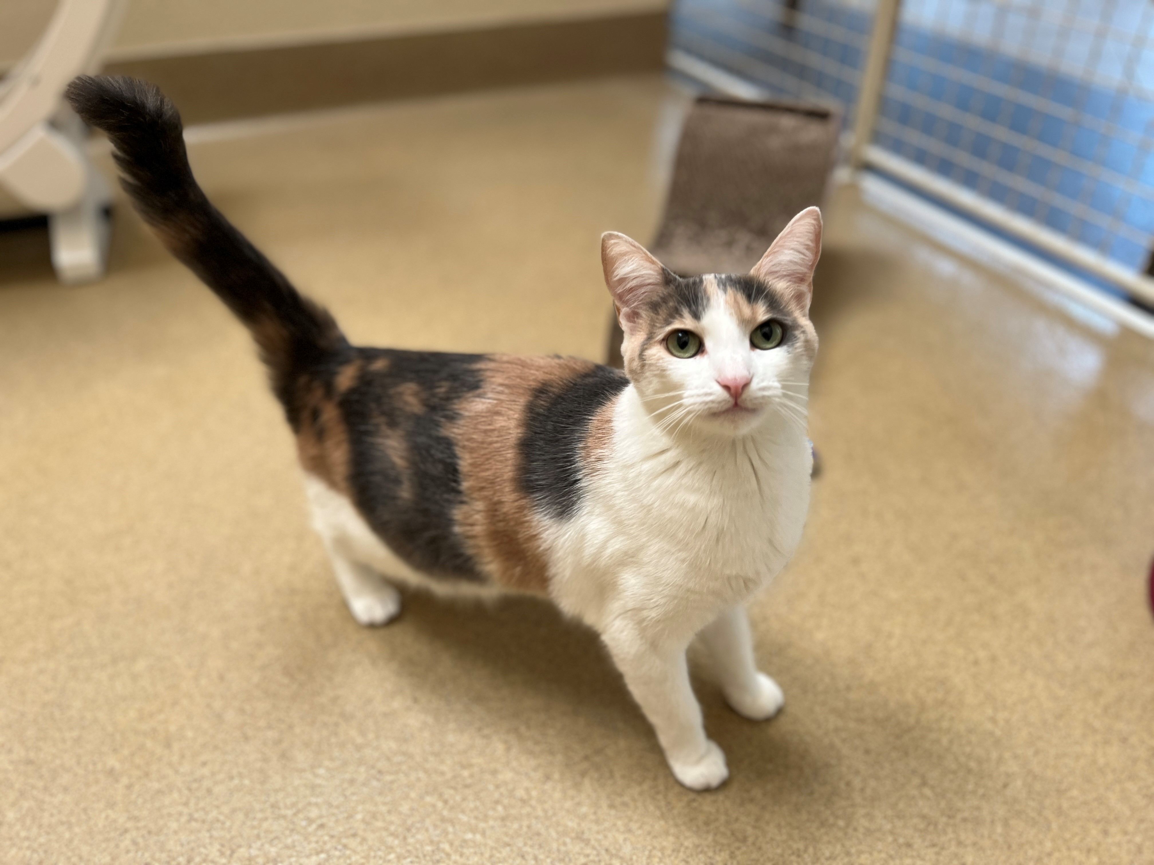 Cat for adoption Raya, a Domestic Short Hair Mix in Mission Viejo, CA