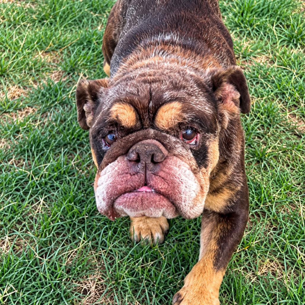 Enlarge Pinball, a Adoptable English Bulldog in Sacramento, CA image 1/3