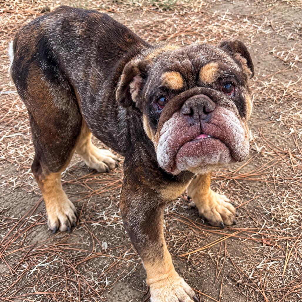 Enlarge Pinball, a Adoptable English Bulldog in Sacramento, CA image 2/3