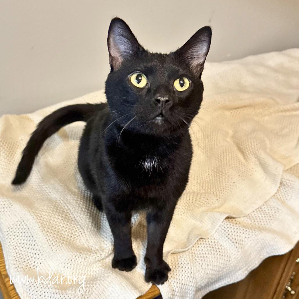 Toothless, a Adoptable mixed breed in Cheyenne, WY image 2/3