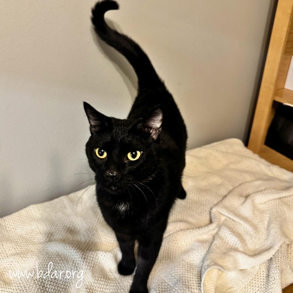 Toothless, a Adoptable mixed breed in Cheyenne, WY image 3/3