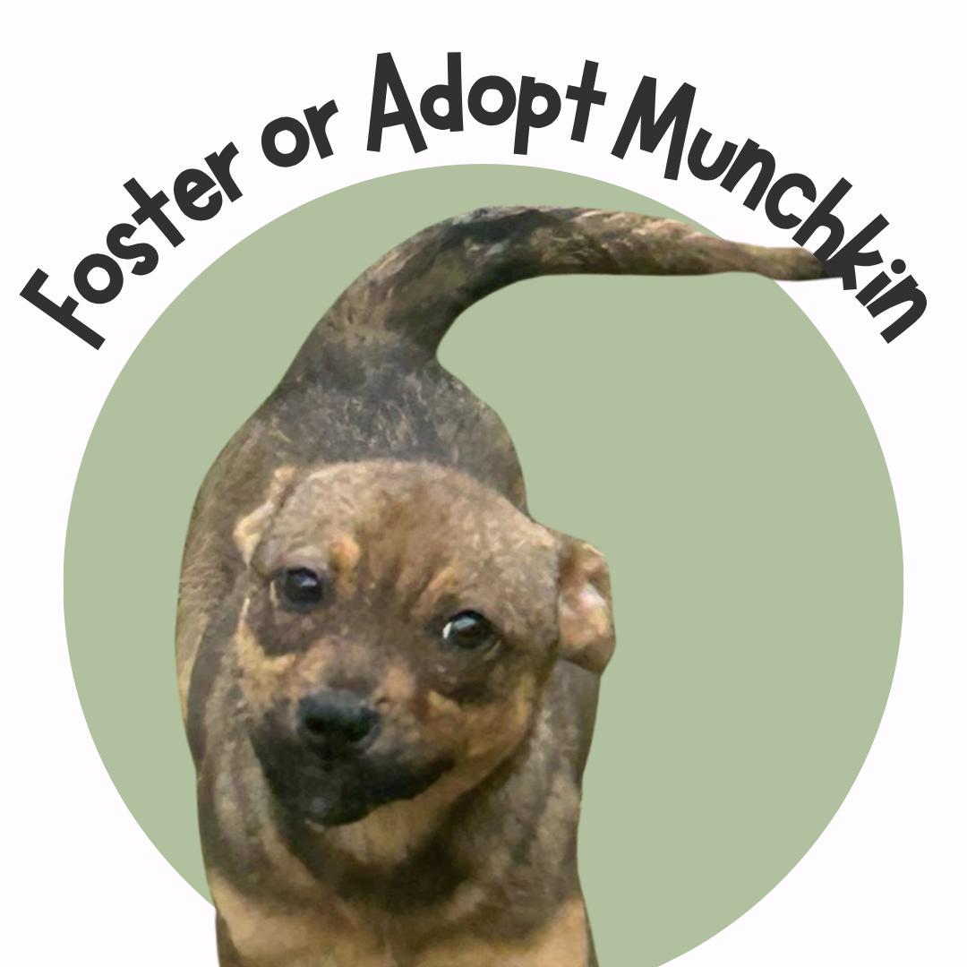 Munchkin, Adoptable, Young Female German Shepherd Dog.