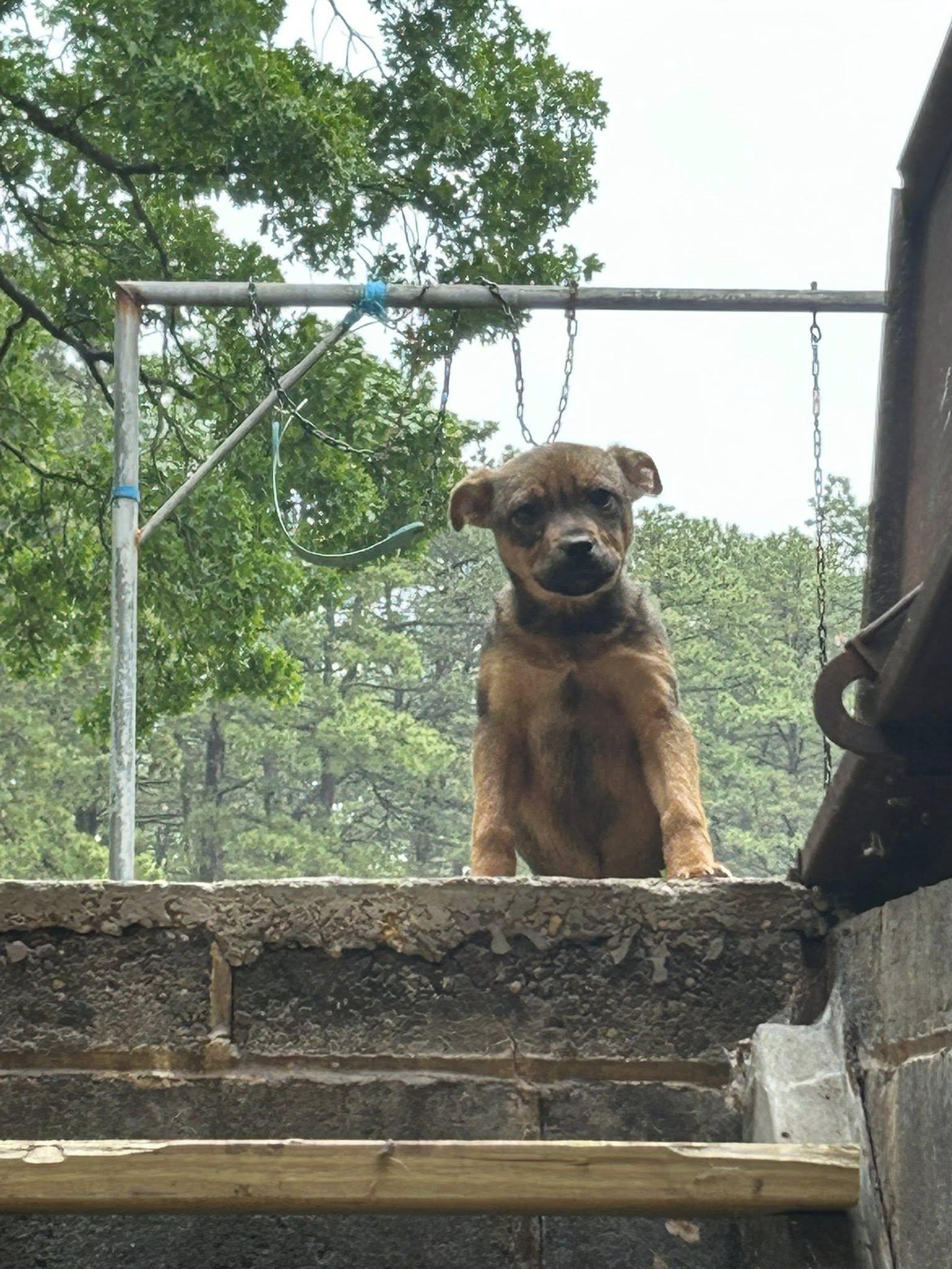 Munchkin, a Adoptable mixed breed in Browns mills, NJ image 2/6