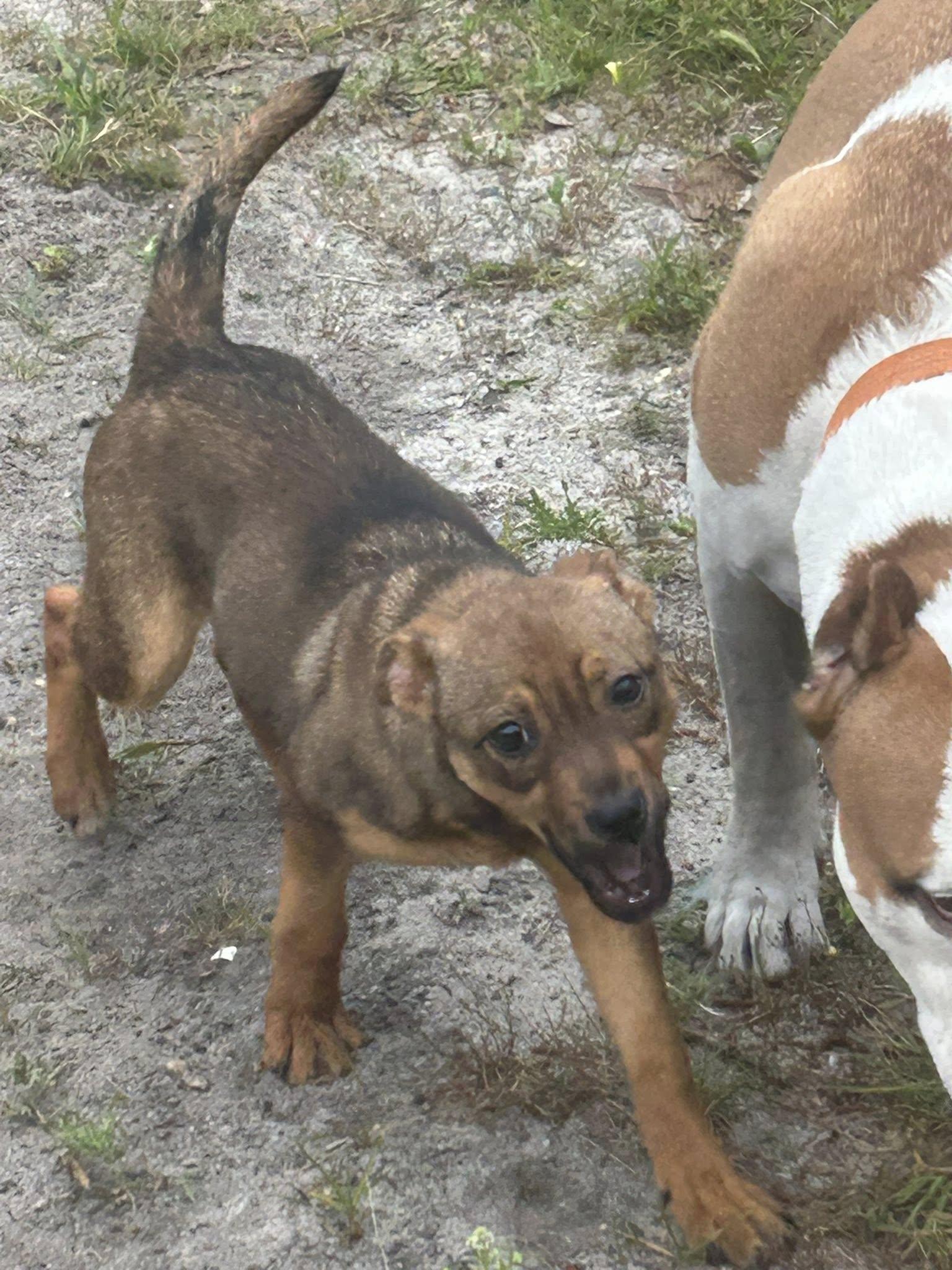 Munchkin, a Adoptable mixed breed in Browns mills, NJ image 3/6