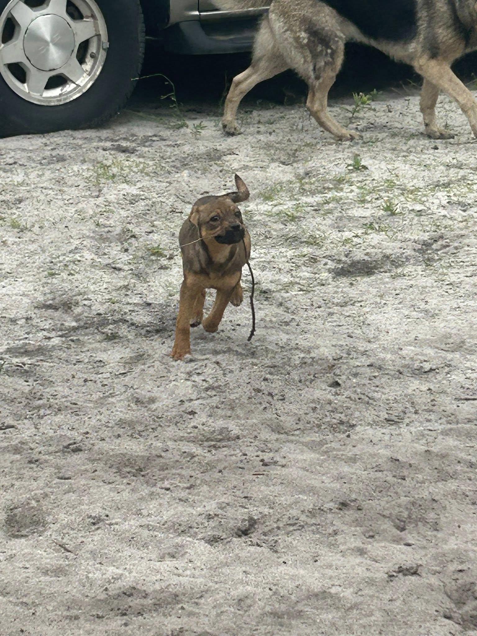 Munchkin, a Adoptable mixed breed in Browns mills, NJ image 4/6