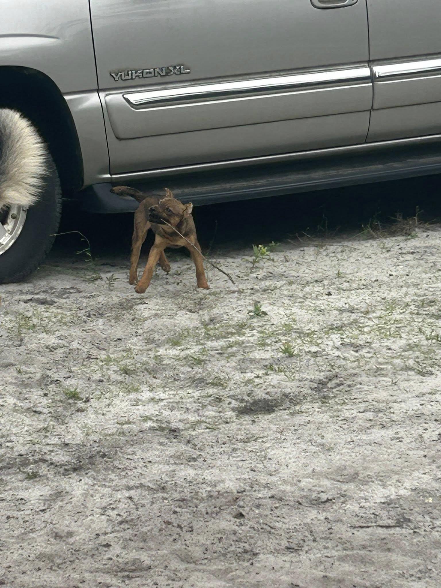 Munchkin, a Adoptable mixed breed in Browns mills, NJ image 5/6