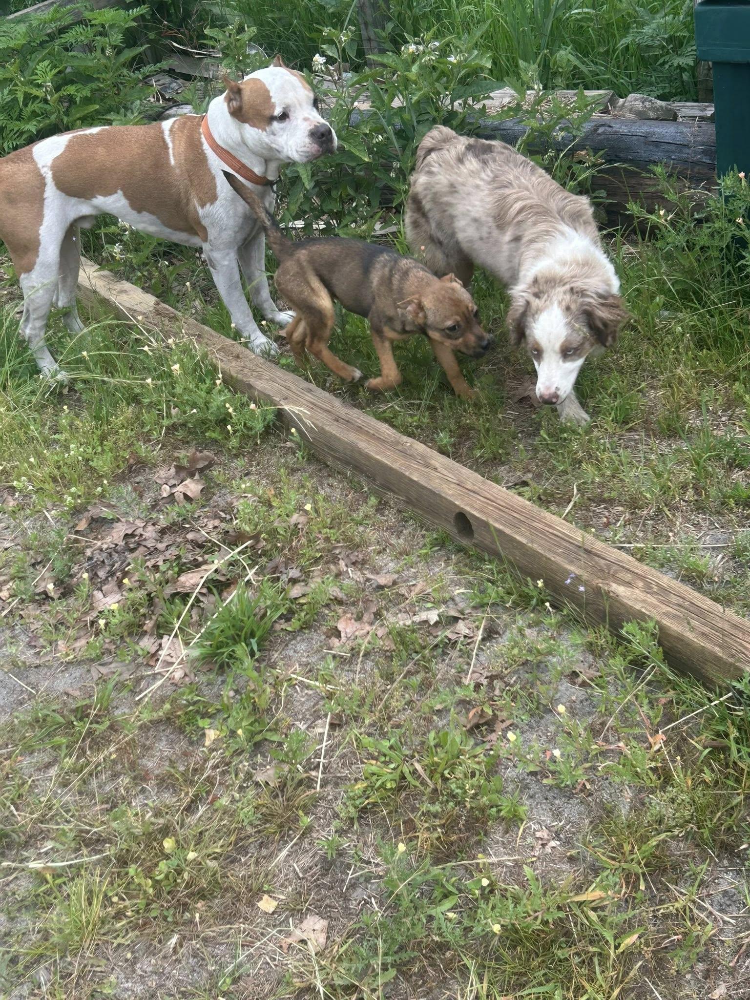 Munchkin, a Adoptable mixed breed in Browns mills, NJ image 6/6
