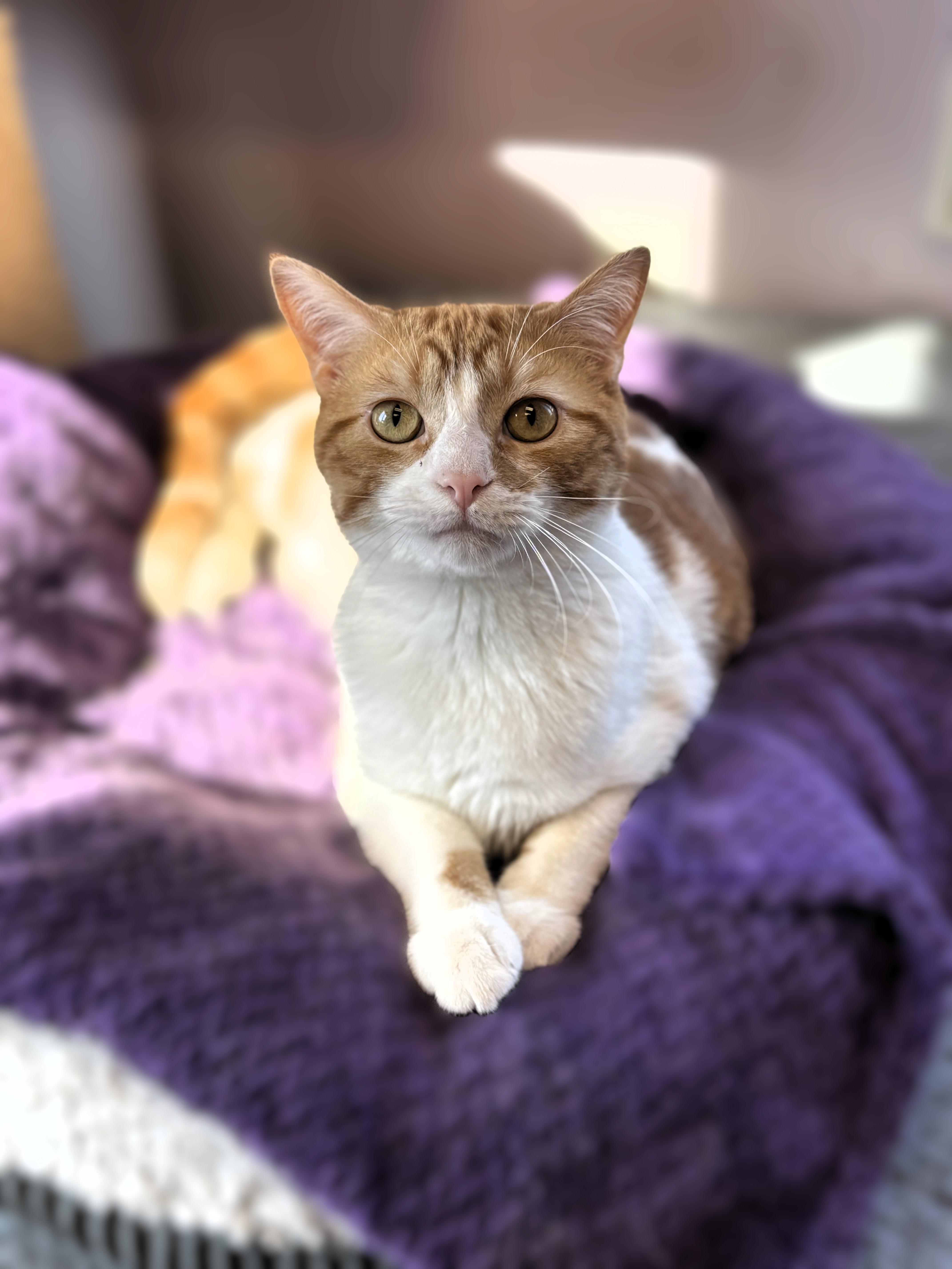 Moe, Adoptable, Young Male Domestic Short Hair.