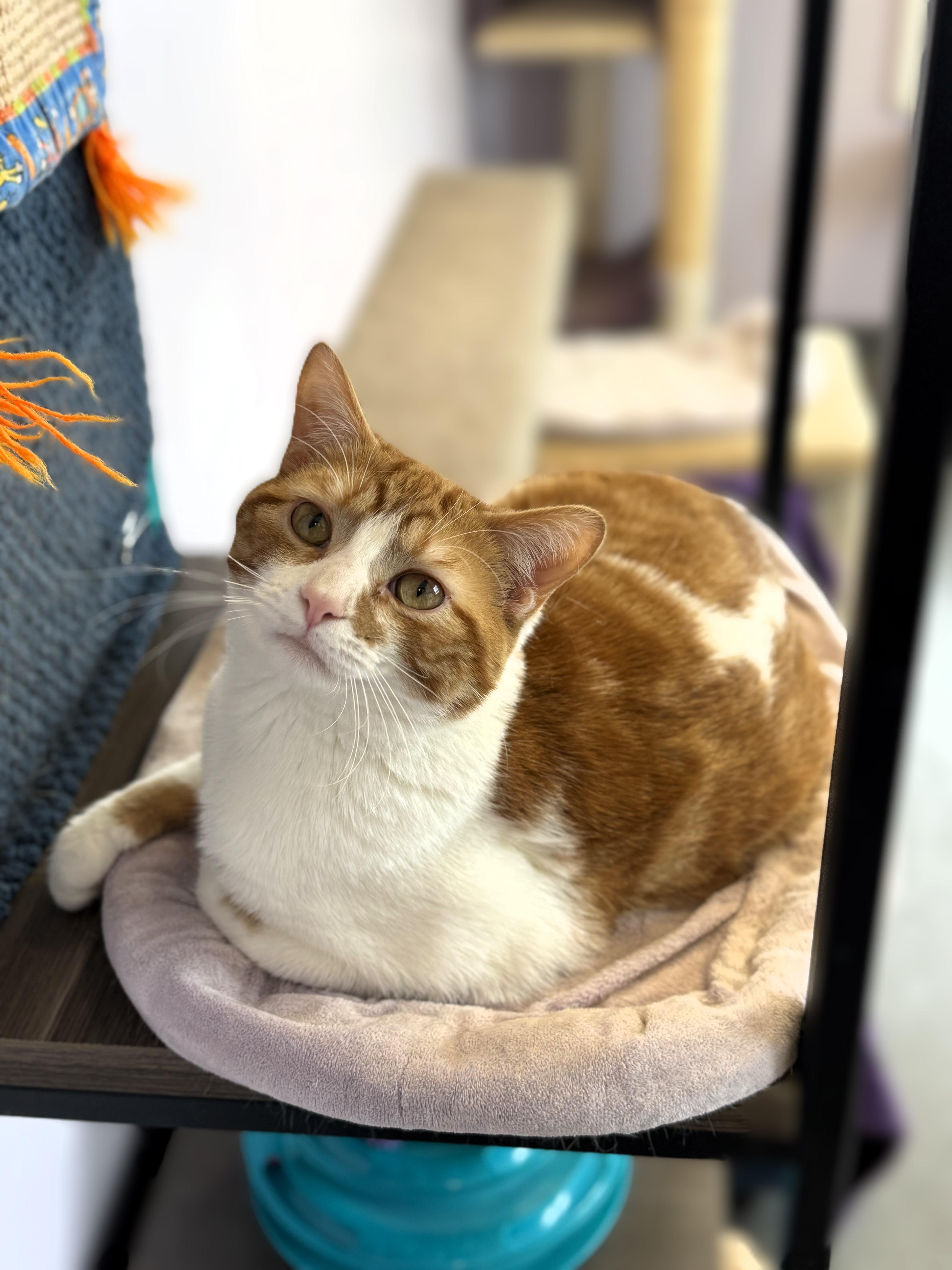 Moe, a Adoptable Domestic Short Hair in Pekin, IL image 2/2