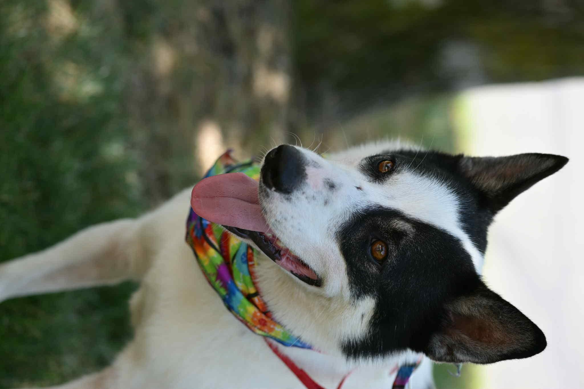 Martin, Adopted, Young Male Border Collie.
