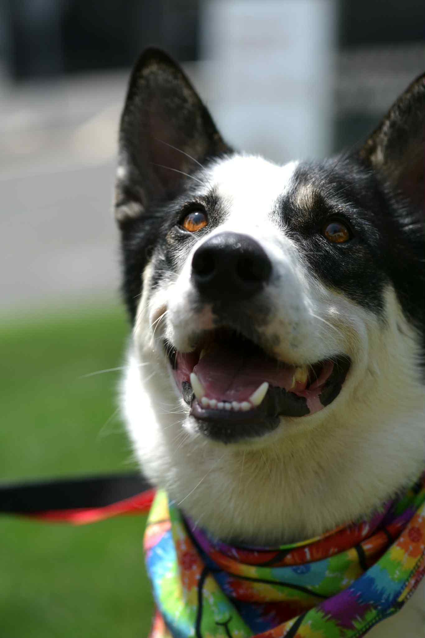 Martin, a Adopted Border Collie in Middlebury, CT image 3/3