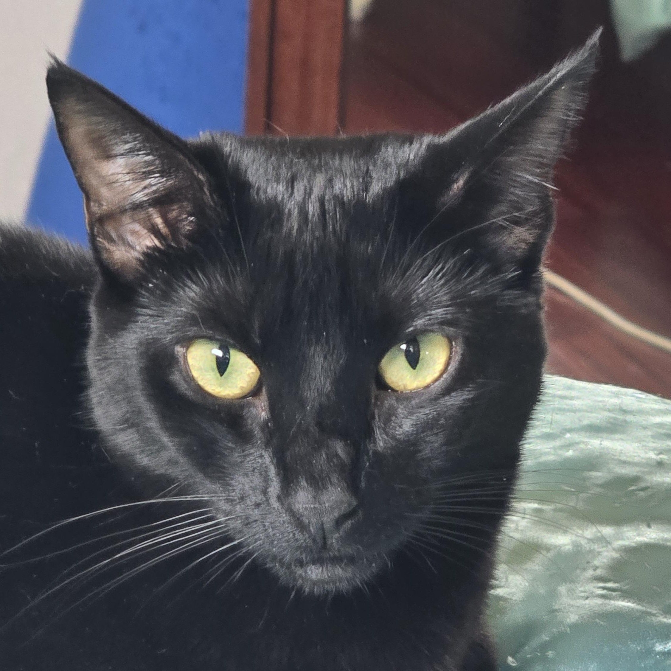 Mali (with Yindee), Adoptable, Adult Female Domestic Short Hair.