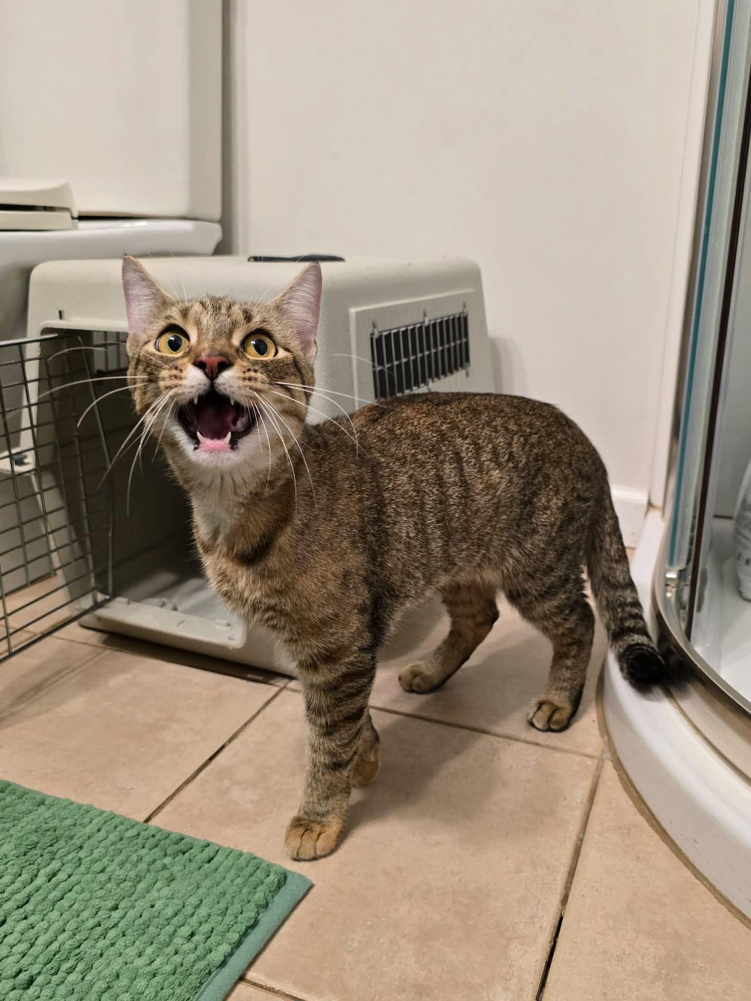 Kayley, Adoptable, Young Female Domestic Short Hair.