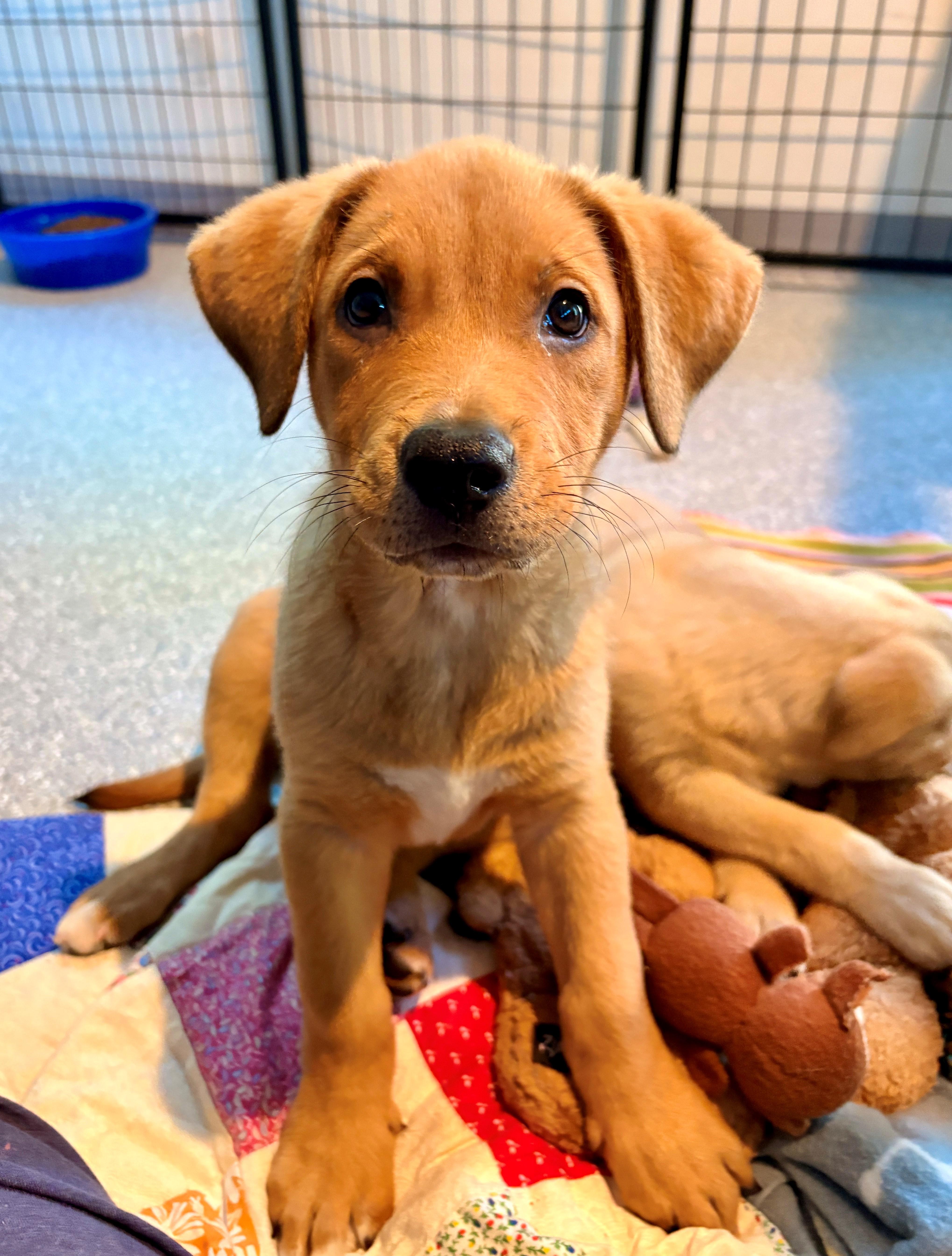 Moose, adopted, Puppy Male Retriever.