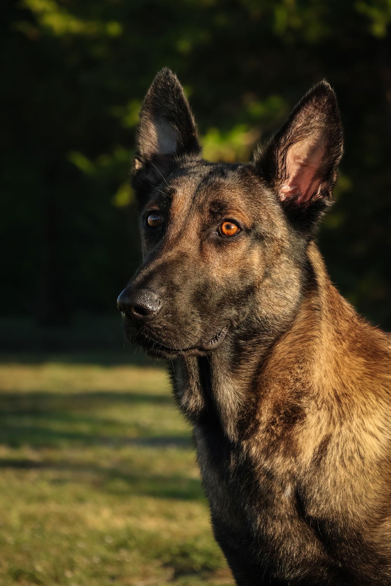 Enlarge Rhett, a Adoptable German Shepherd Dog in Rockwall, TX image 1/3