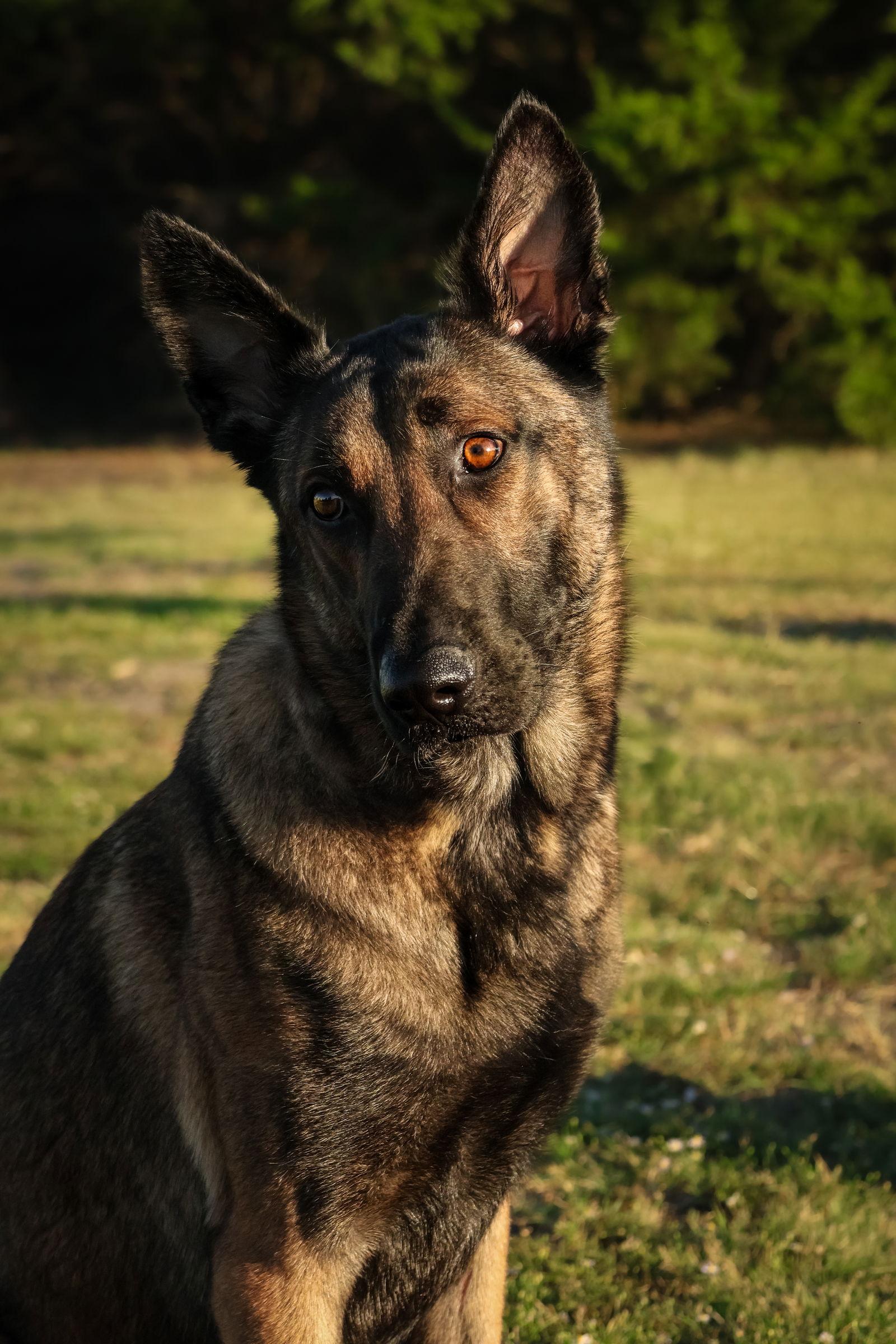 Enlarge Rhett, a Adoptable German Shepherd Dog in Rockwall, TX image 2/3