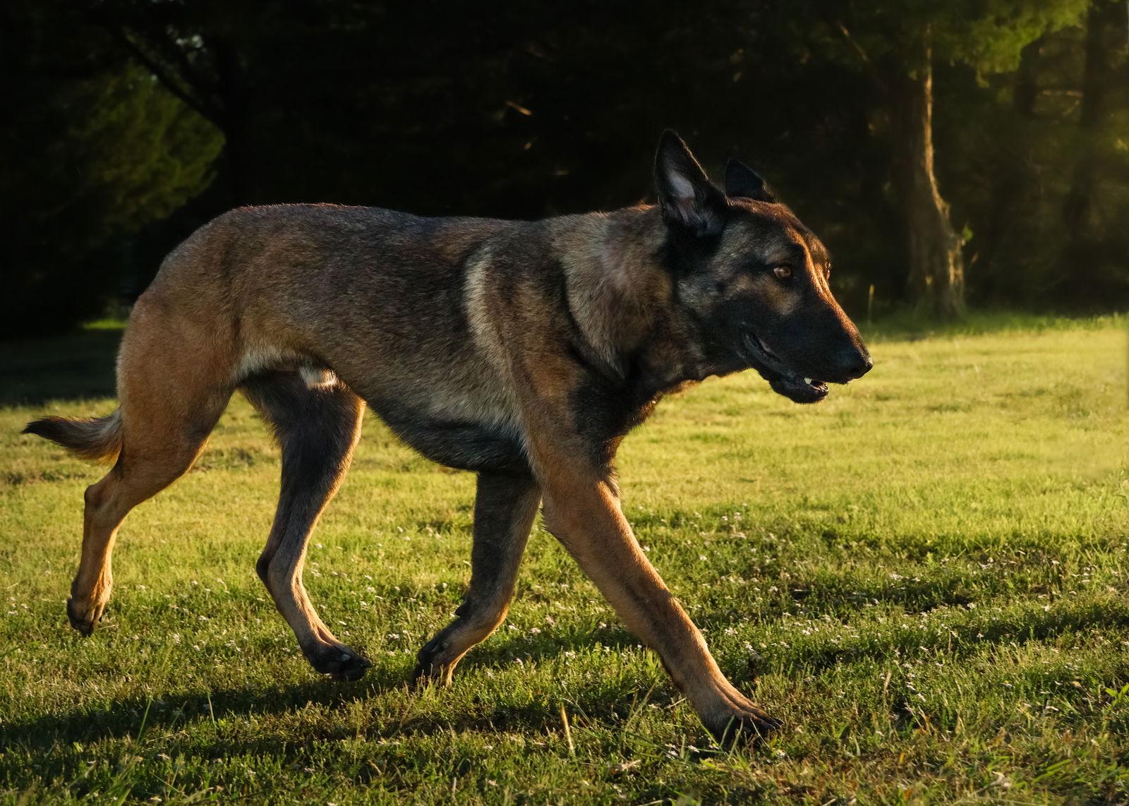 Enlarge Rhett, a Adoptable German Shepherd Dog in Rockwall, TX image 3/3