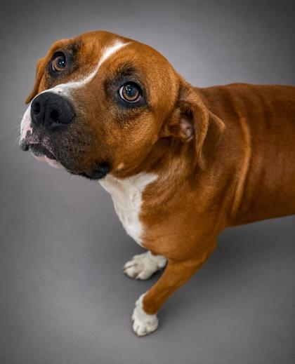 Amari, Adoptable, Adult Female Boxer & Mixed Breed.