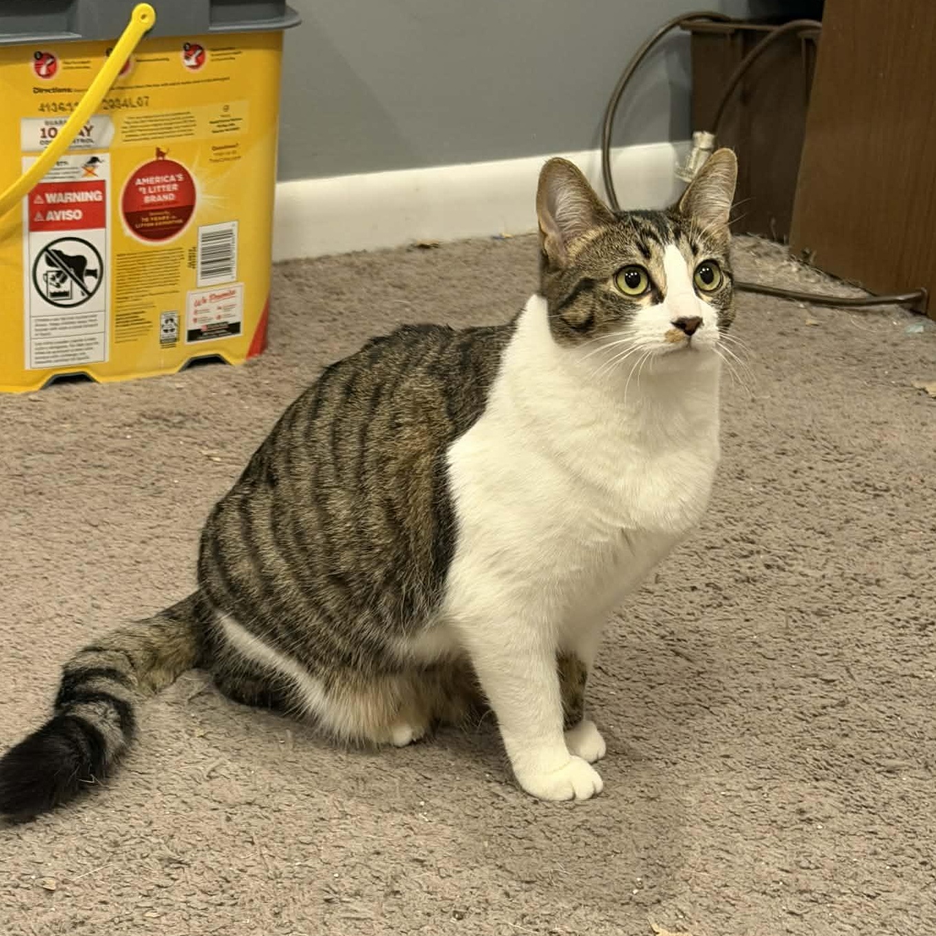 Enlarge Kit Kat, a ADOPTABLE Domestic Short Hair in Royal Oak, MI image 3/6