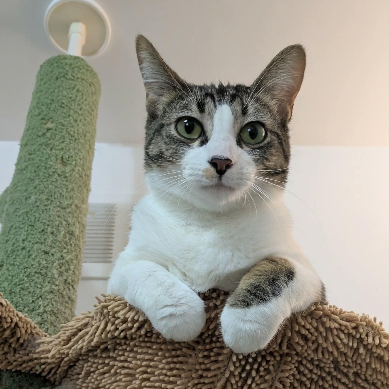 Kit Kat, a ADOPTABLE Domestic Short Hair in Royal Oak, MI image 1/6