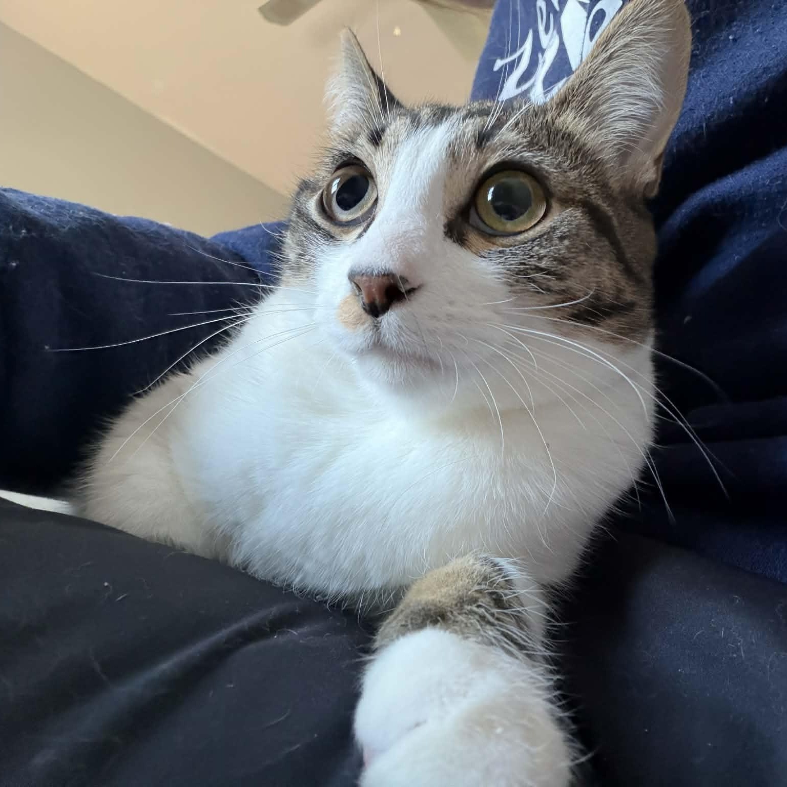 Enlarge Kit Kat, a ADOPTABLE Domestic Short Hair in Royal Oak, MI image 6/6