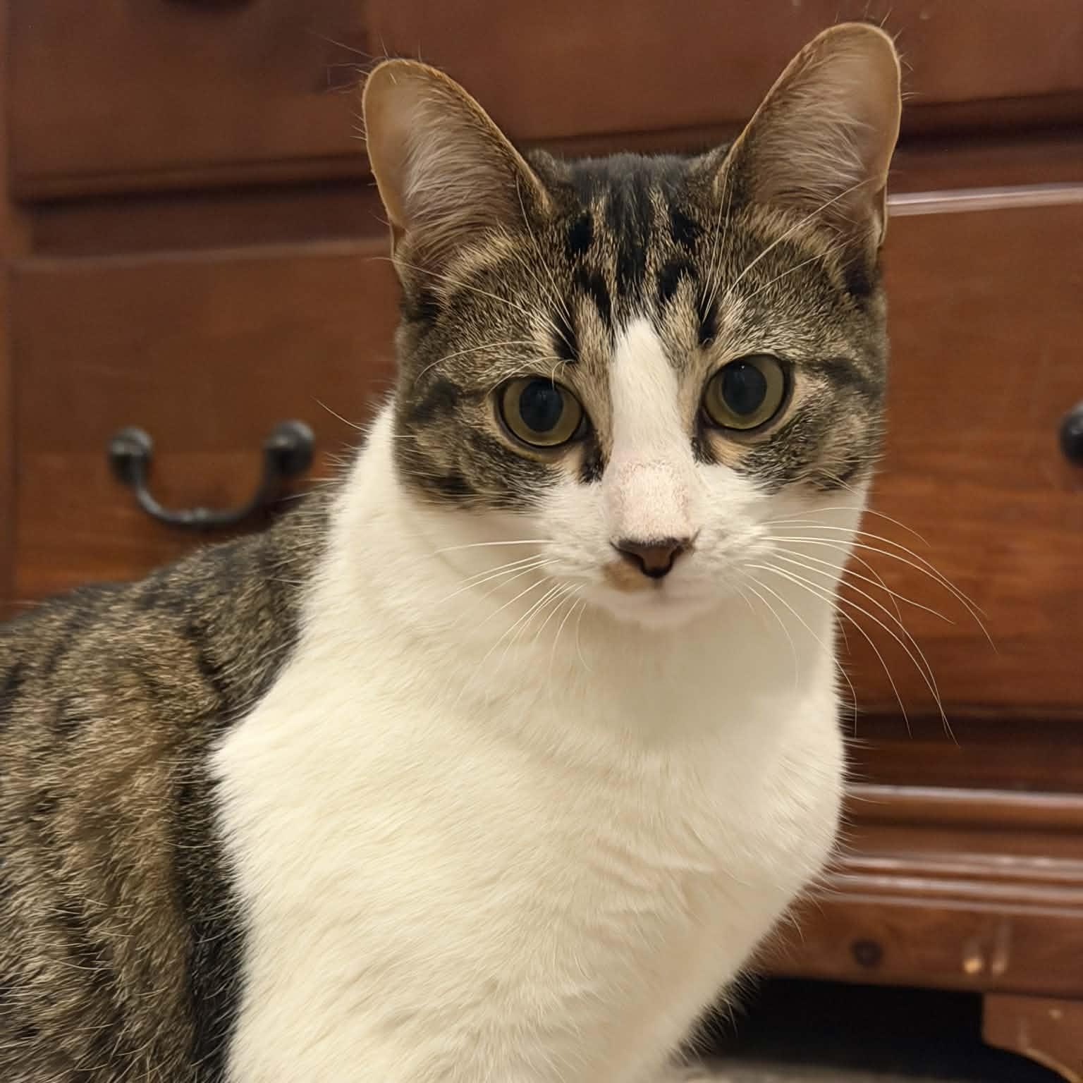 Enlarge Kit Kat, a ADOPTABLE Domestic Short Hair in Royal Oak, MI image 4/6