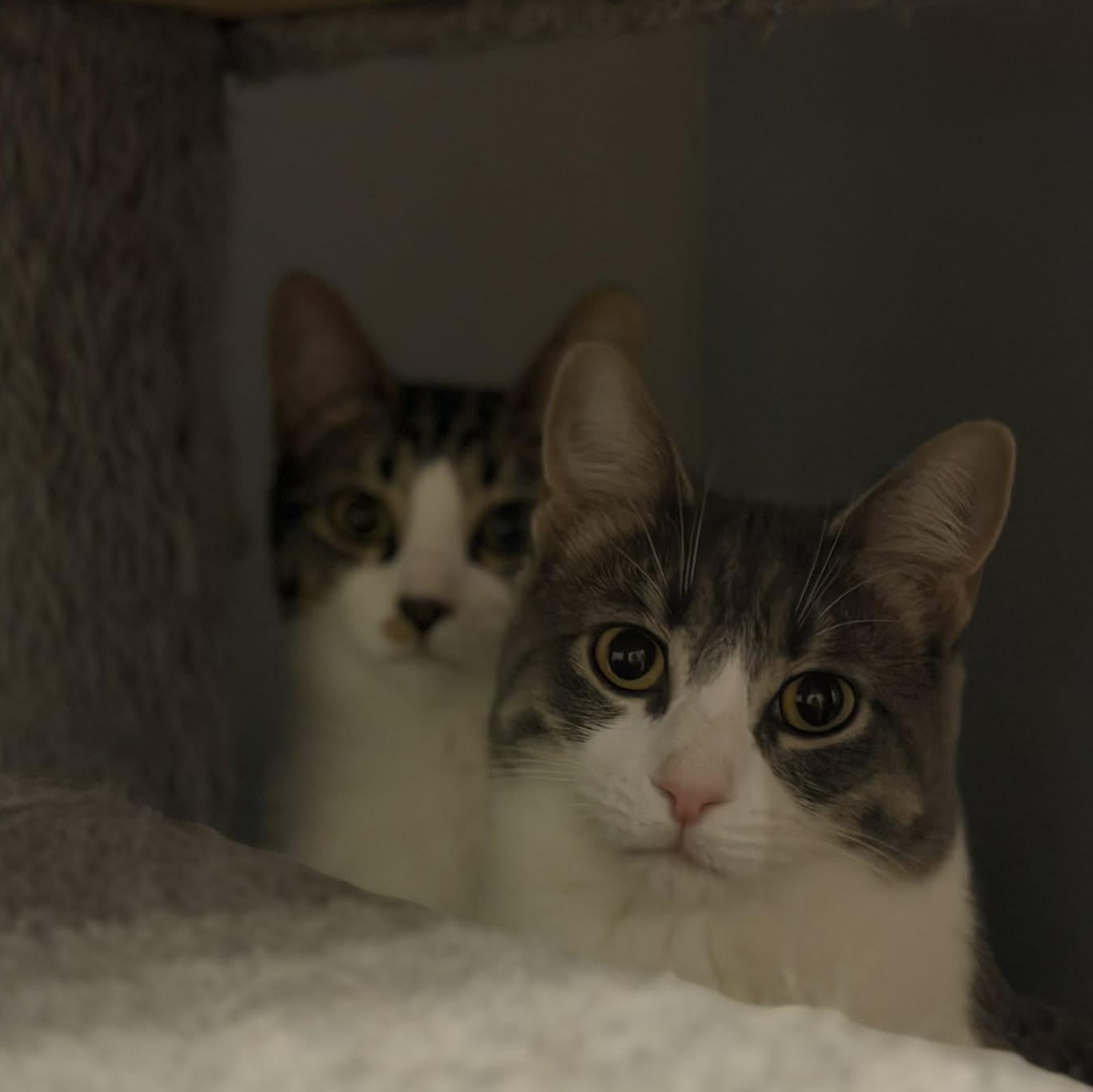 Enlarge Kit Kat, a ADOPTABLE Domestic Short Hair in Royal Oak, MI image 5/6