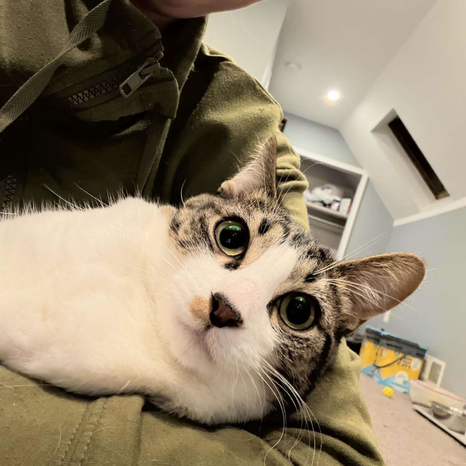 Enlarge Kit Kat, a ADOPTABLE Domestic Short Hair in Royal Oak, MI image 2/6