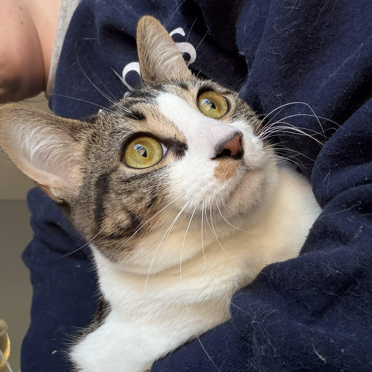 Kit Kat, ADOPTABLE, Kitten Female Domestic Short Hair.