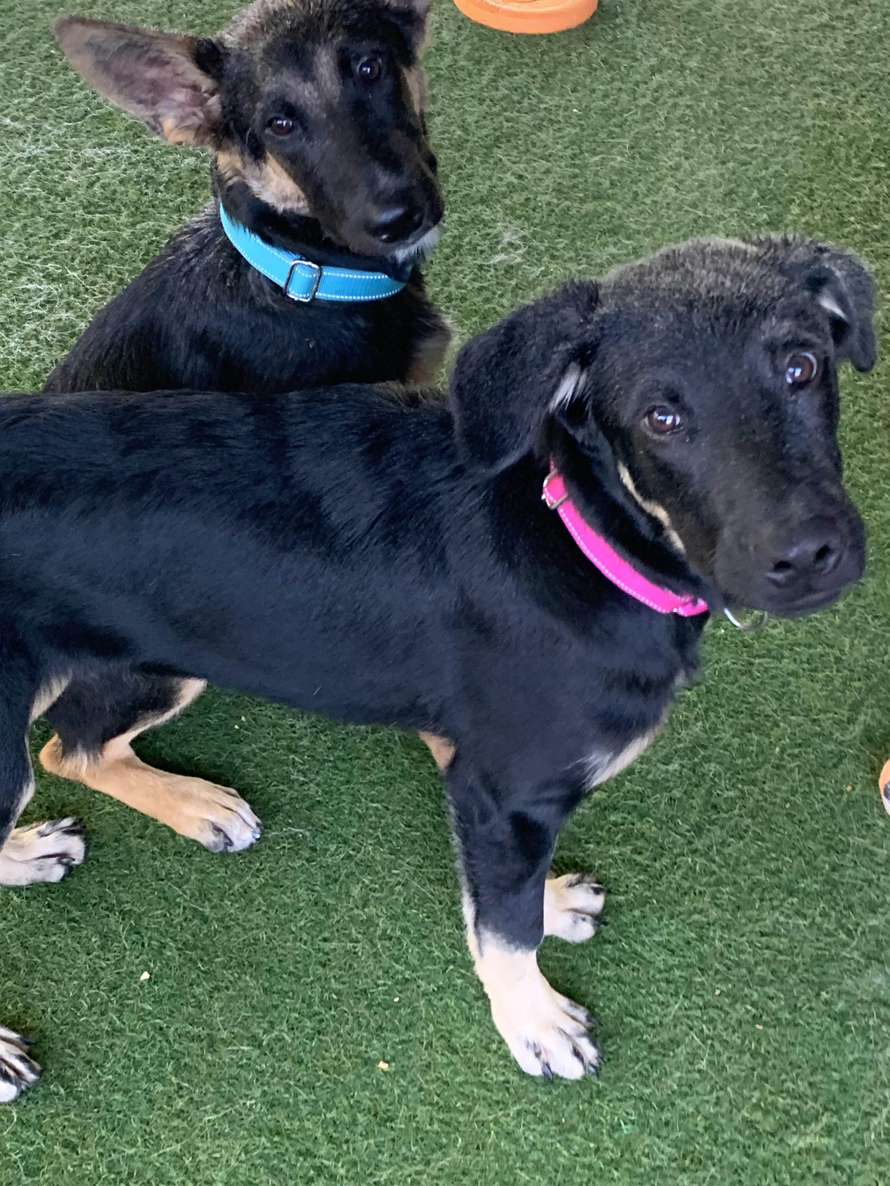 Enlarge Cliff, a Adoptable mixed breed in Grass Valley, CA image 2/3