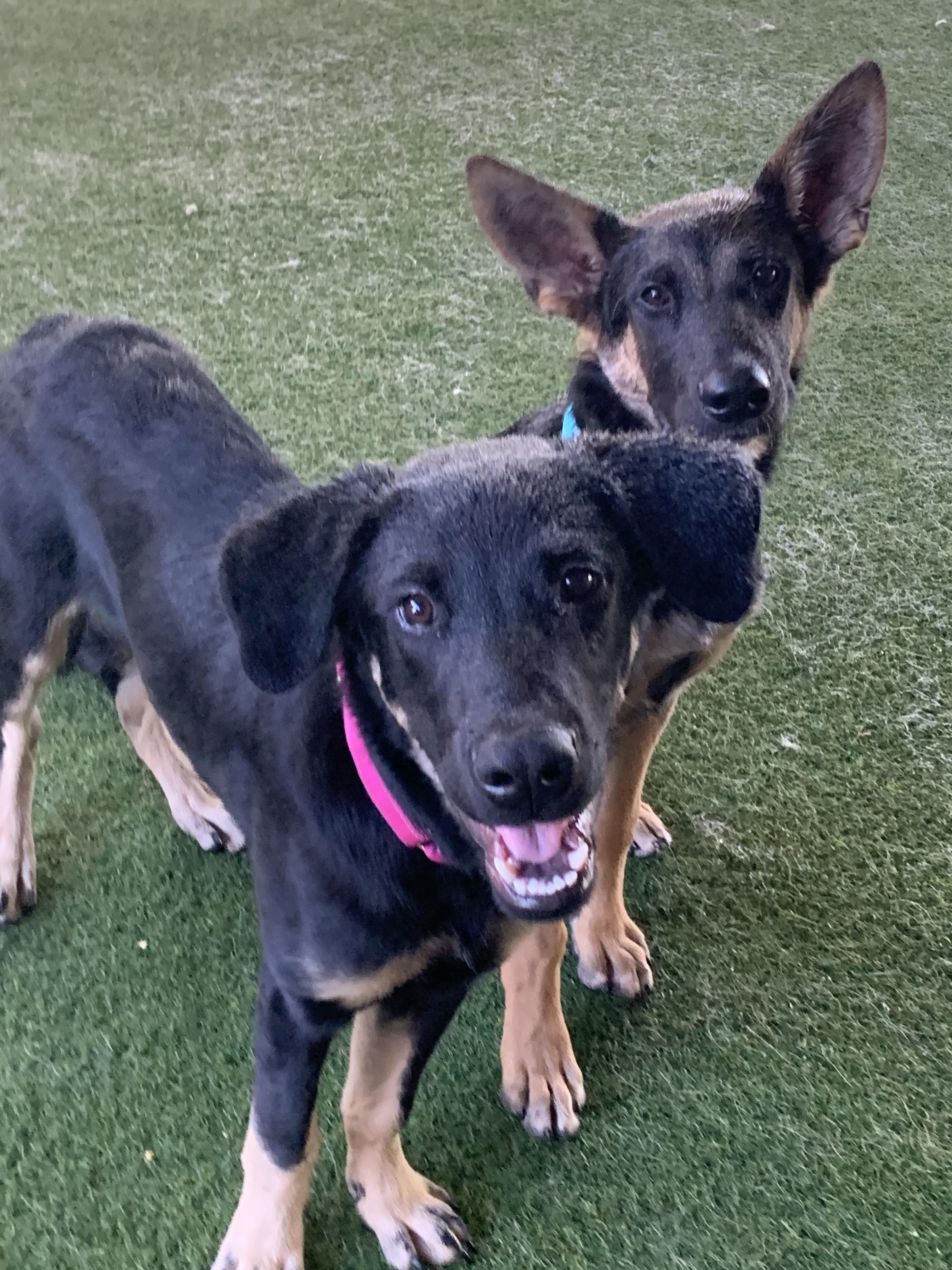 Cliff, Adoptable, Puppy Male German Shepherd Dog.