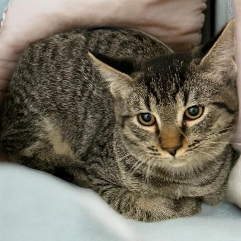 Oregano, Adoptable, Kitten Male Domestic Short Hair.