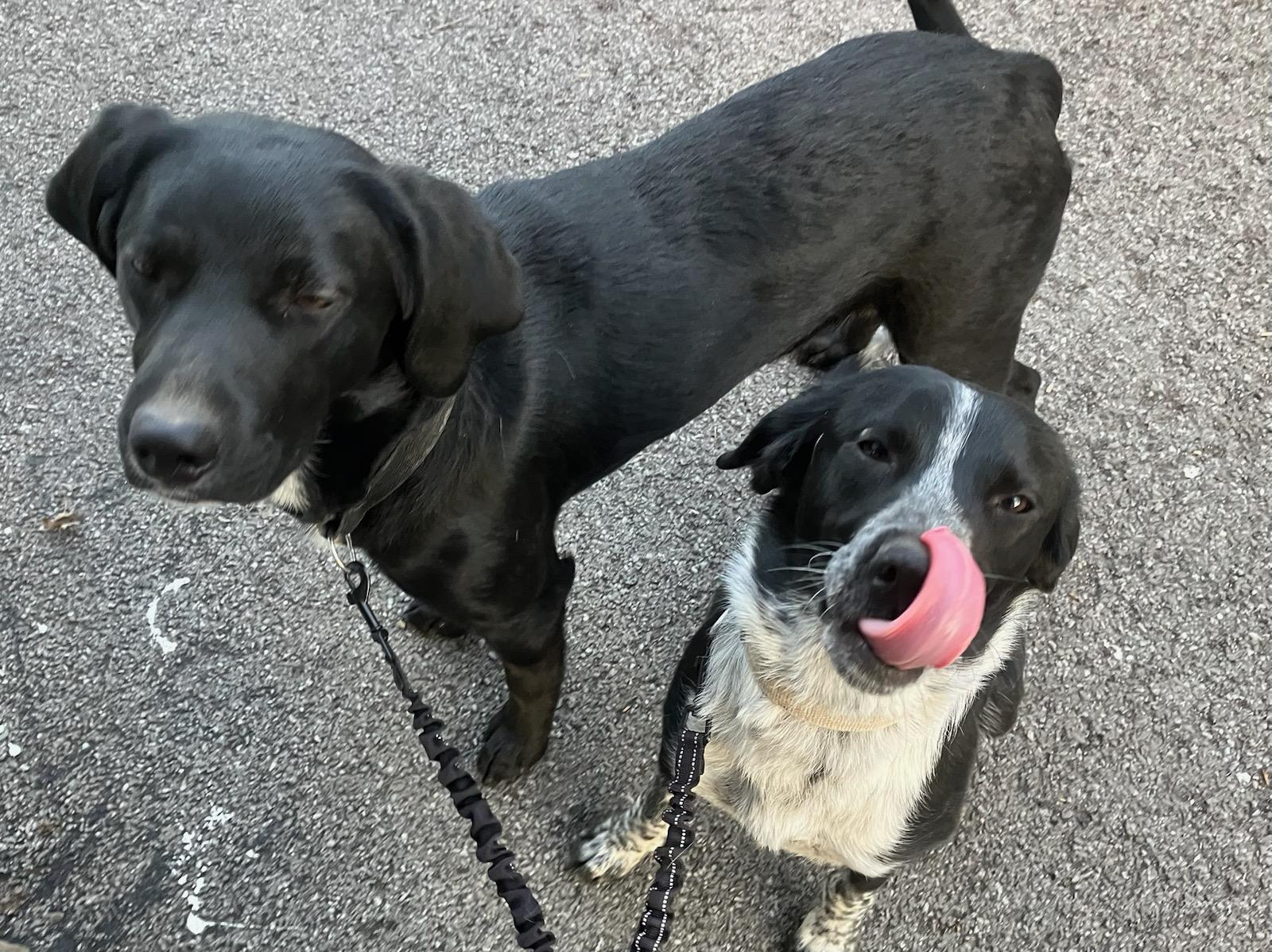 Enlarge Ryder & Oreo, a Adopted mixed breed in Cowlesville, NY image 1/3