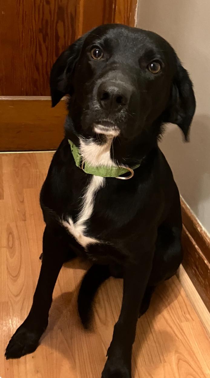 Enlarge Ryder & Oreo, a Adopted mixed breed in Cowlesville, NY image 3/3