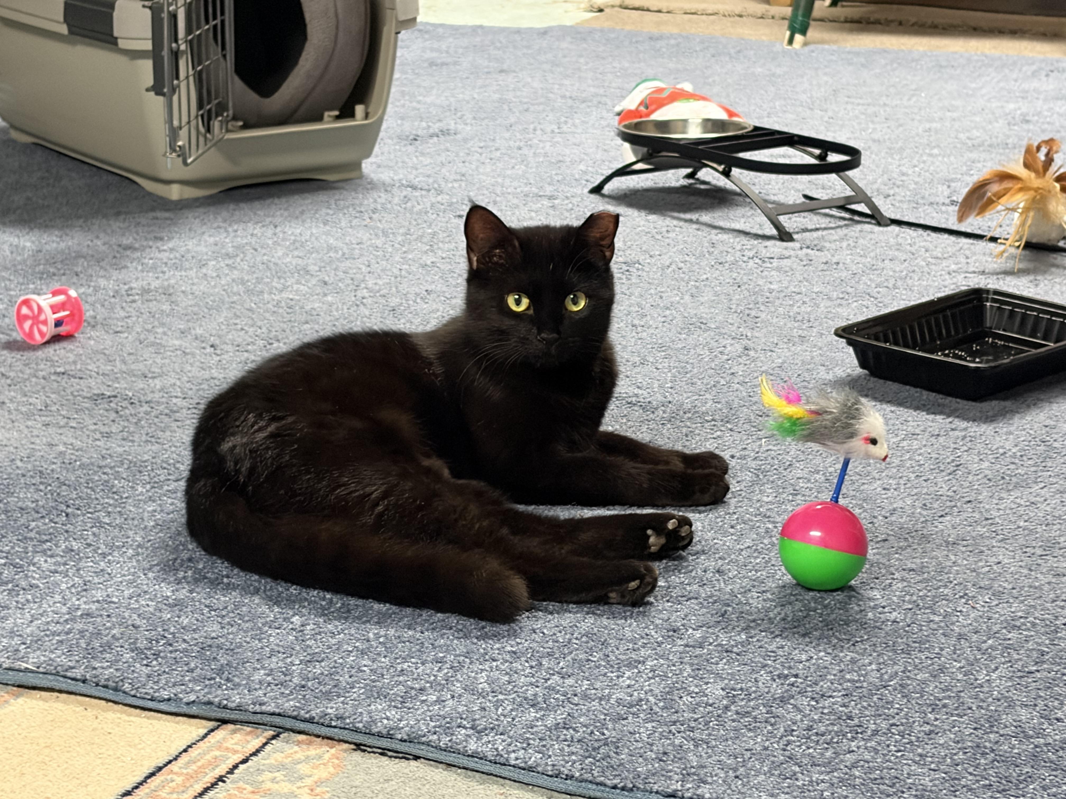 Sutton & Sienna, a ADOPTABLE Domestic Short Hair in Medfield, MA image 2/6