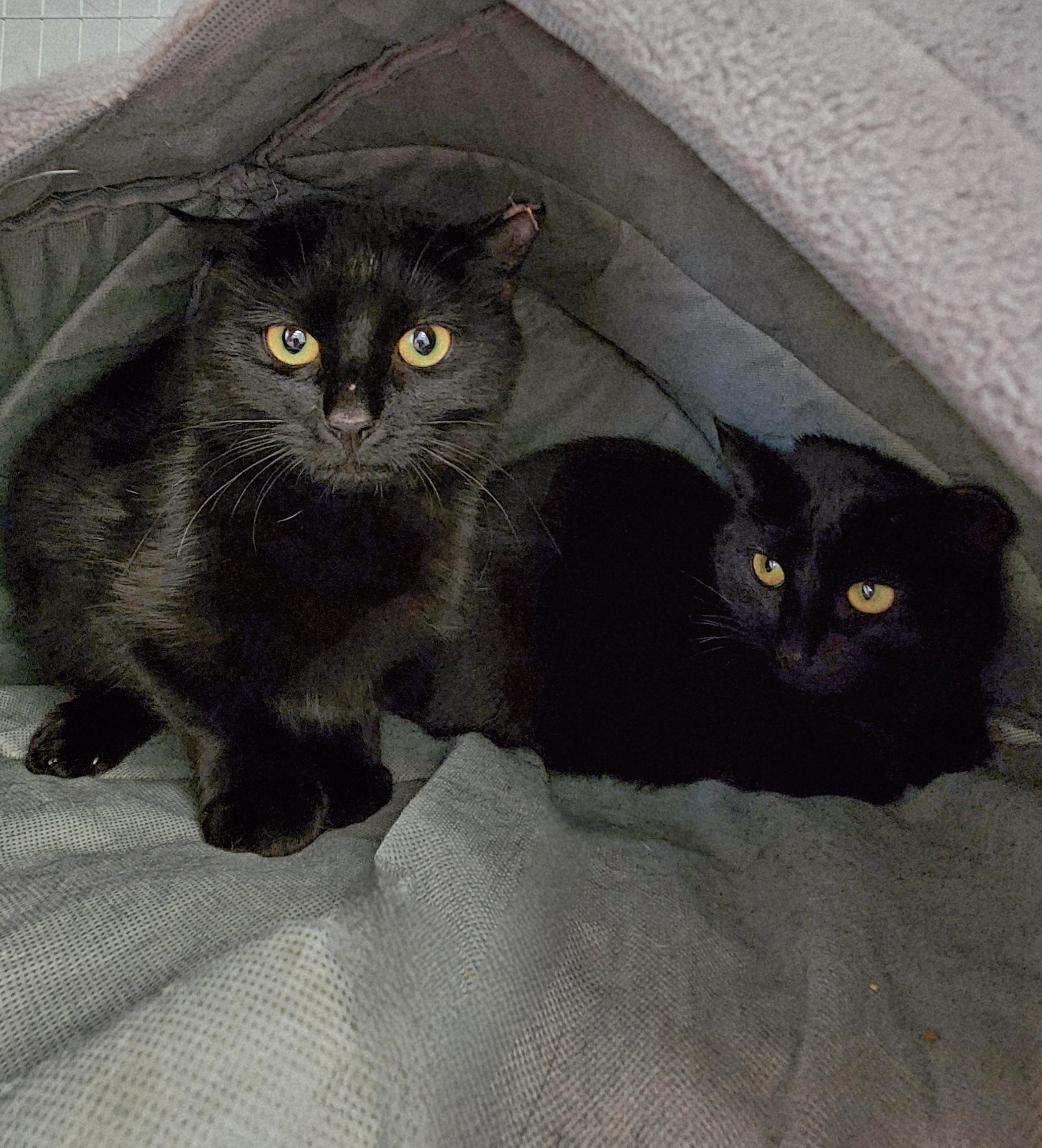 Enlarge Sutton & Sienna, a ADOPTABLE Domestic Short Hair in Medfield, MA image 2/5