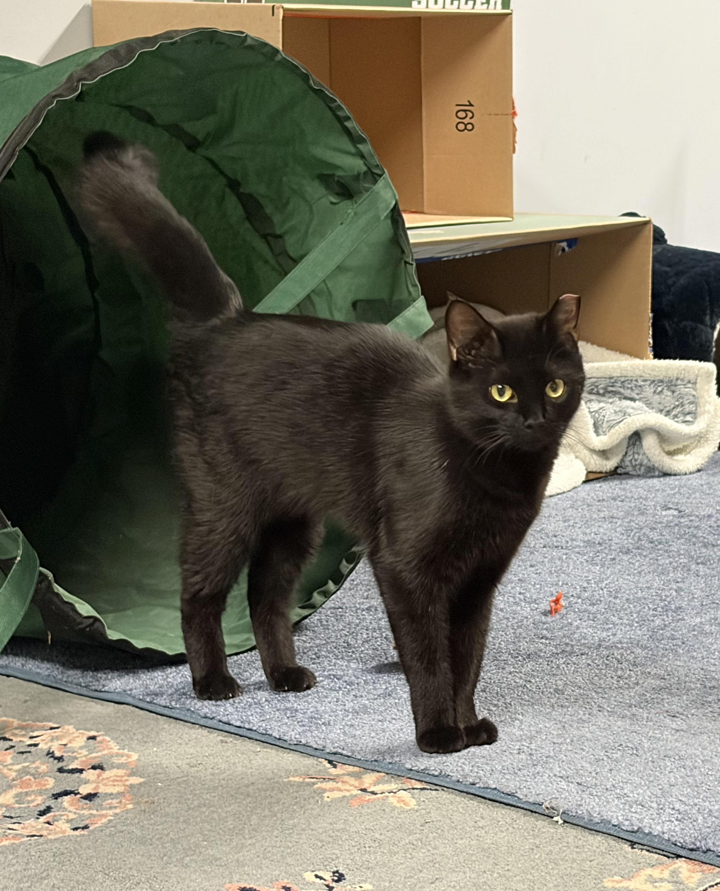 Sutton & Sienna, a ADOPTABLE Domestic Short Hair in Medfield, MA image 3/6
