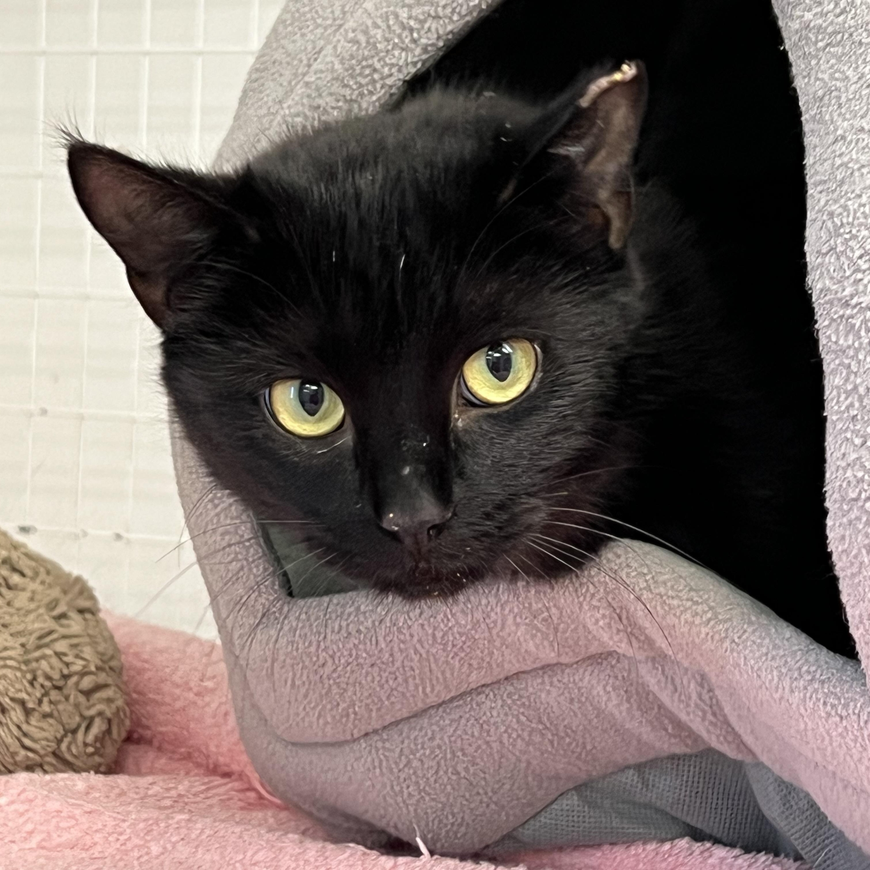 Enlarge Sutton & Sienna, a ADOPTABLE Domestic Short Hair in Medfield, MA image 3/3