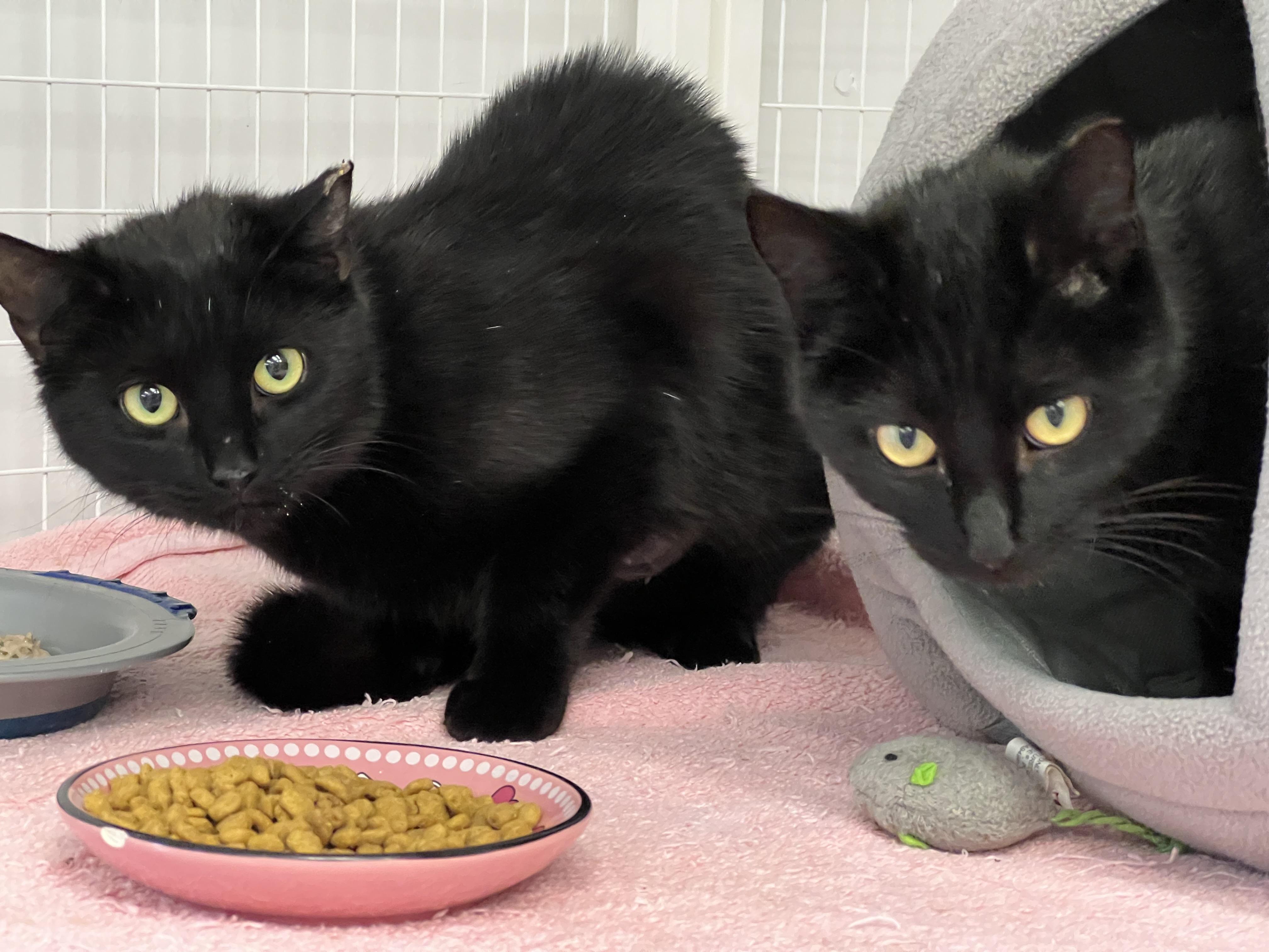 Enlarge Sutton & Sienna, a ADOPTABLE Domestic Short Hair in Medfield, MA image 1/3