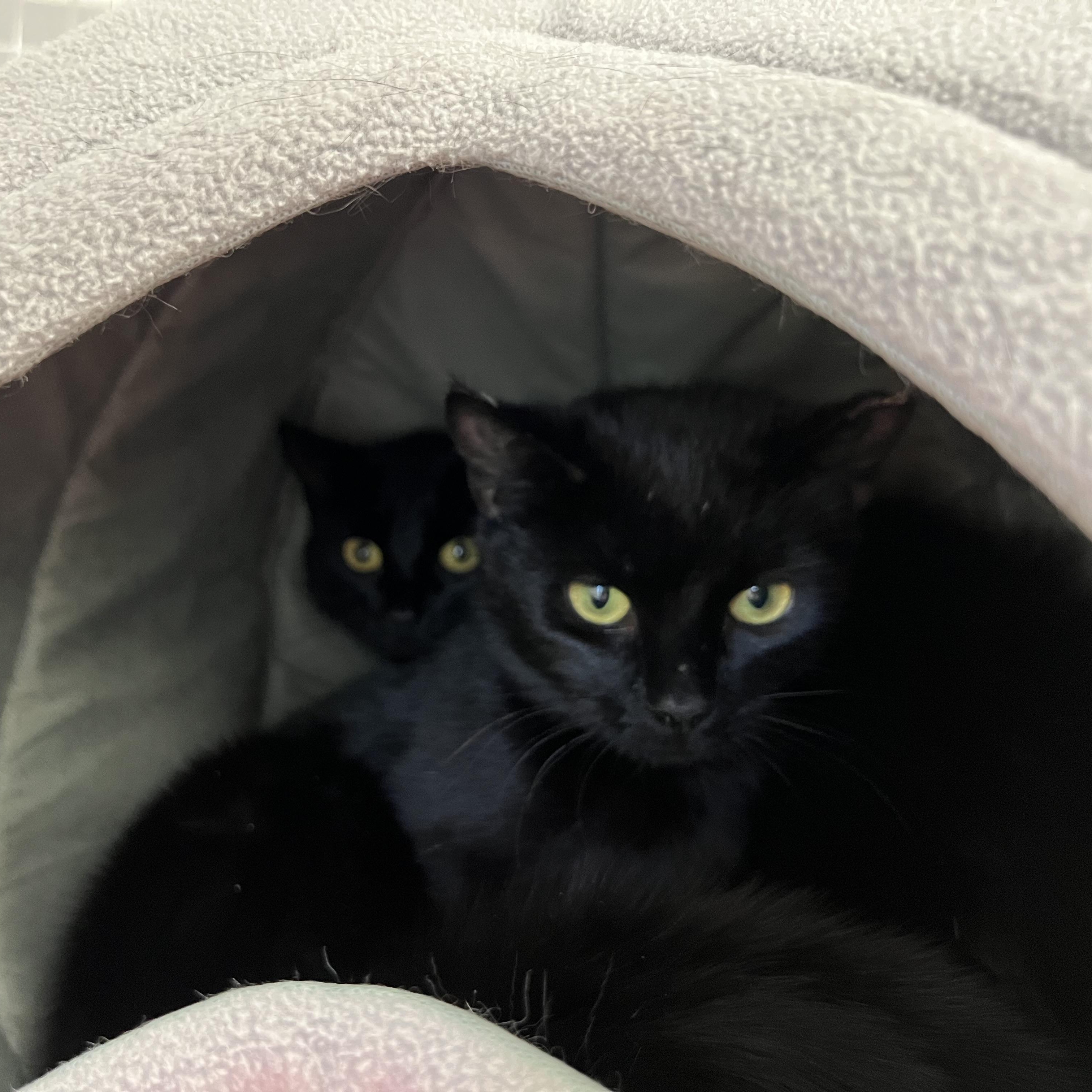 Enlarge Sutton & Sienna, a ADOPTABLE Domestic Short Hair in Medfield, MA image 2/3
